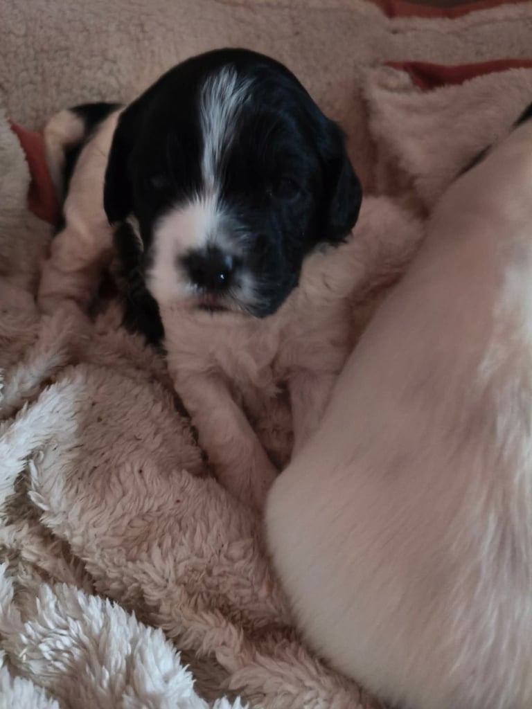 Gorgeous mixed Breed puppies ( Cocker Basset x Shichon )