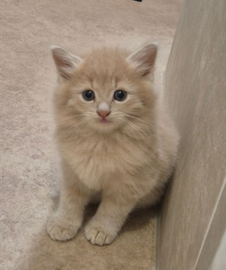 Half maincoon kittens
