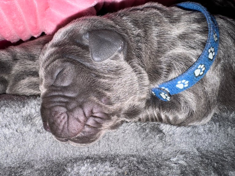 11 Neapolitan mastiff puppies for sale Newcastle 