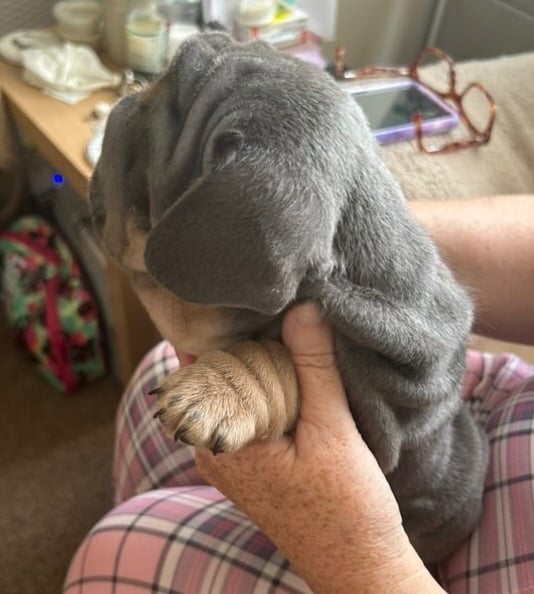 Only 3 boys left, 5 ⭐️ French bulldogs carrying fluffy 😍