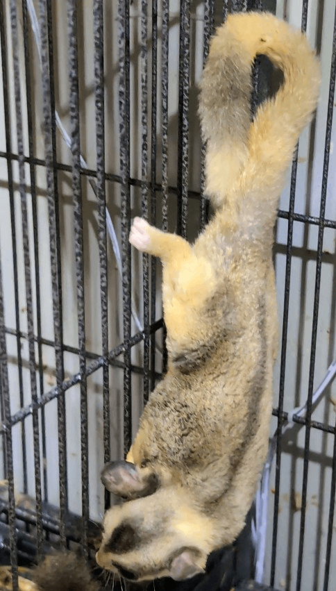 Leucistic,normal,white faced sugar gliders