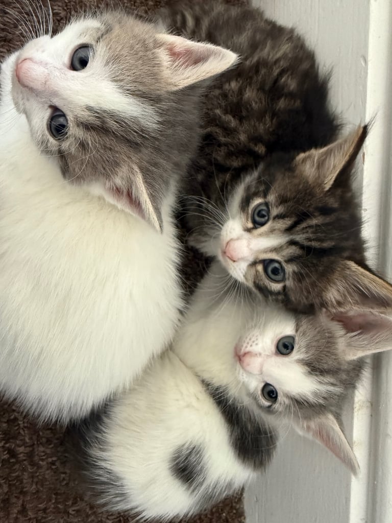 Only 2 left! Cuddly little kittens looking for rehoming 