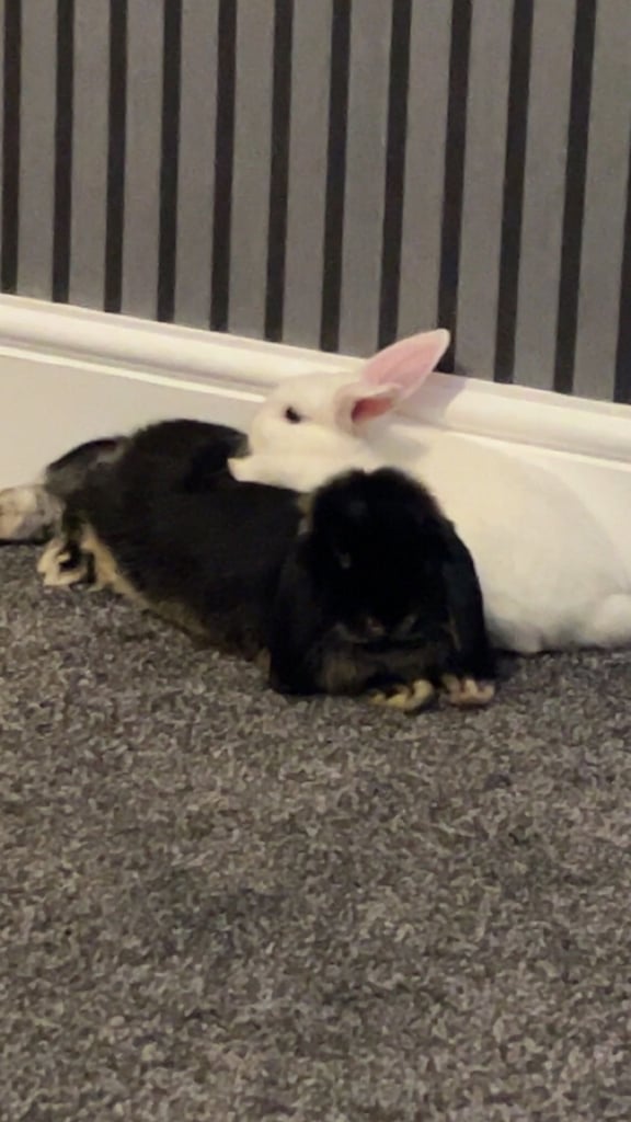 2 female bunnies