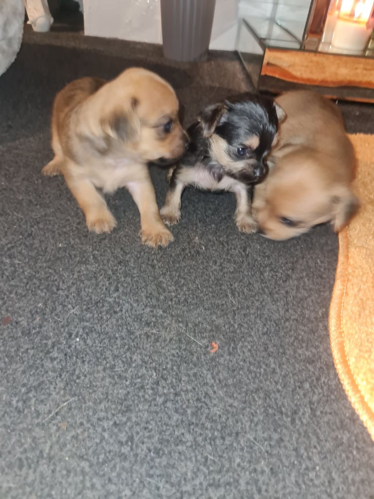 Puppies for sale
