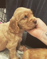 Show Cocker Spaniel Puppies For Forever Homes