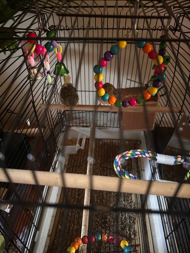 Canaries 