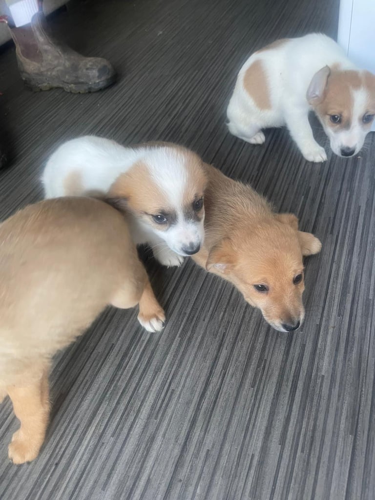 Jack x chihuahua puppies 