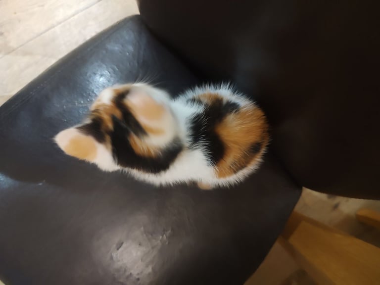 Three stunning kittens available this weekend 