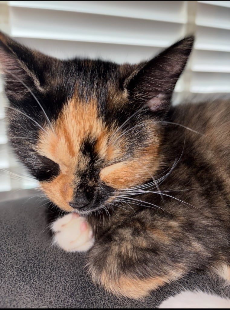 Kitten for sale 