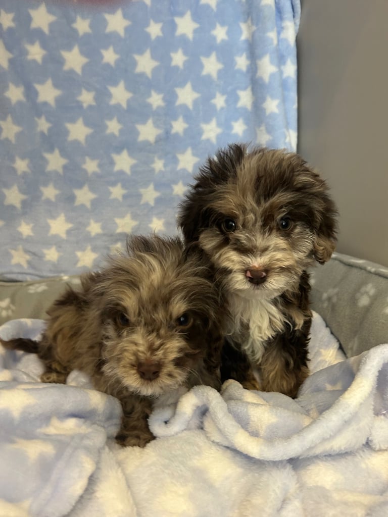 5 boy cockapoo puppies for sale