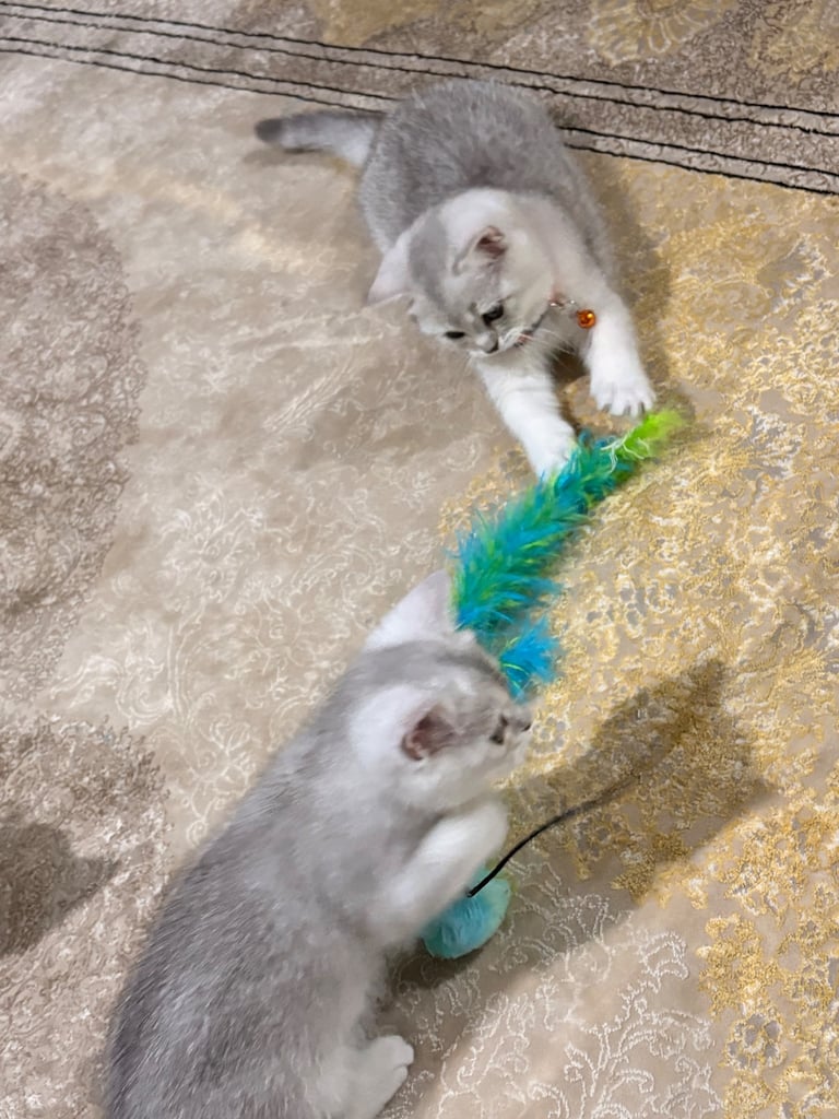Kitten 
