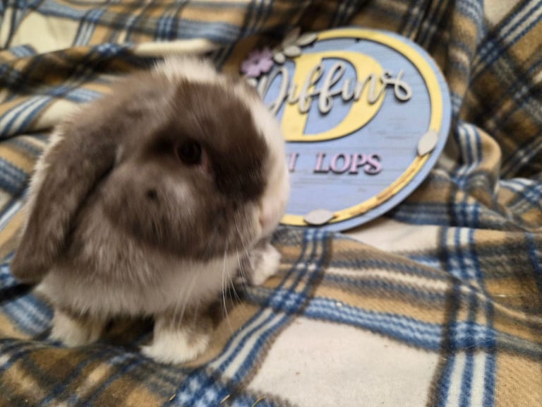 Mini lop bunnies
