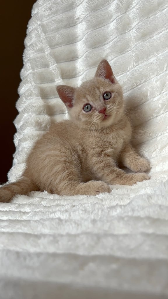 GCCF BRITISH SHORTHAIR & BRITISH LONGHAIR KITTENS