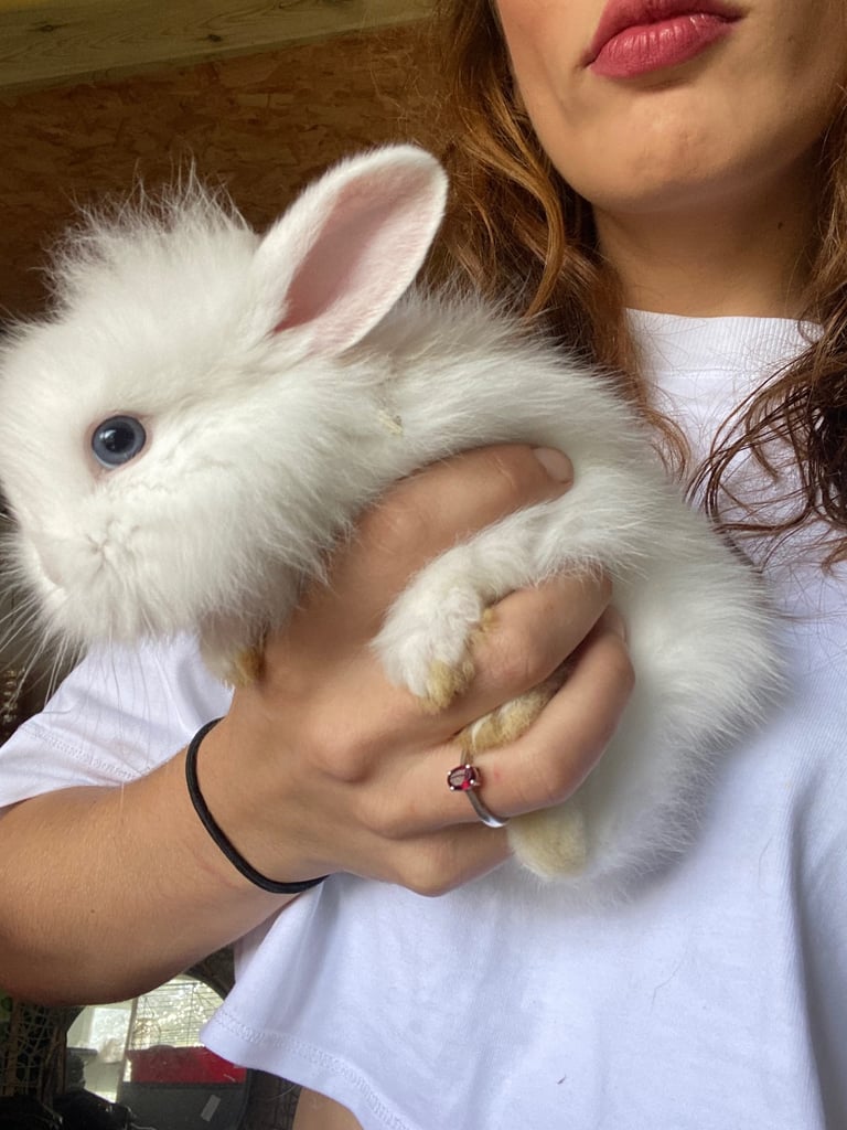 The lion head cross lop