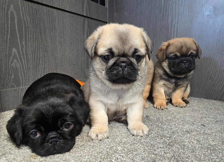 Pug x pekinese 