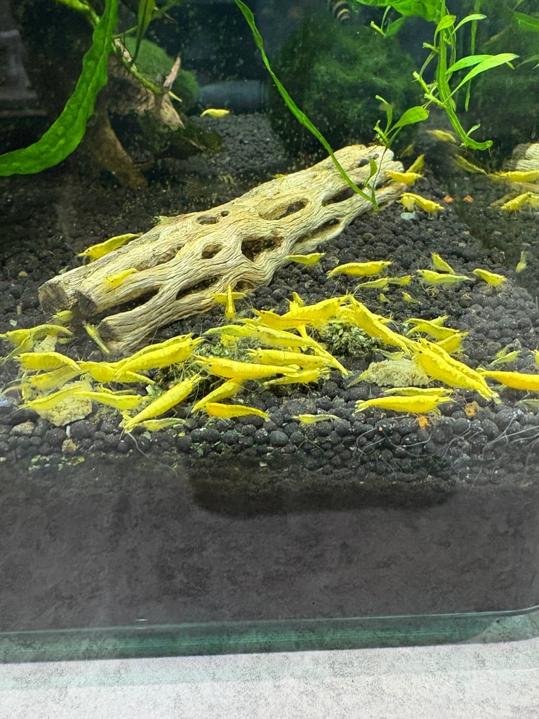 Shrimp cherry shrimp fish  red and yellow 