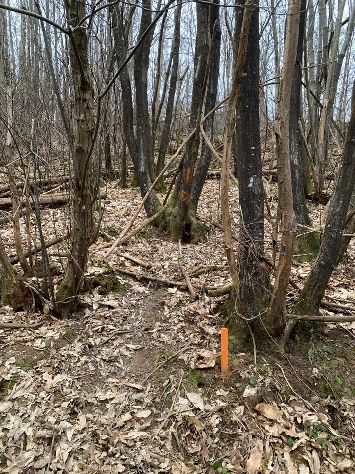 woodland sussex half acre or so with utility rights 