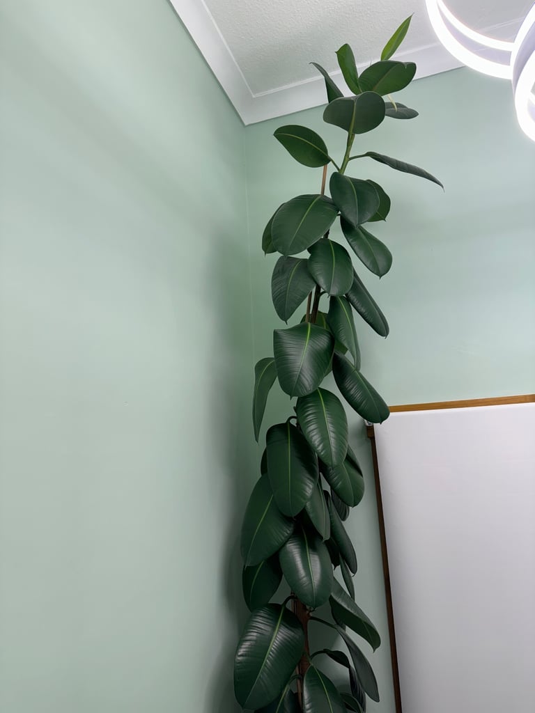 image for Large Rubber Plant