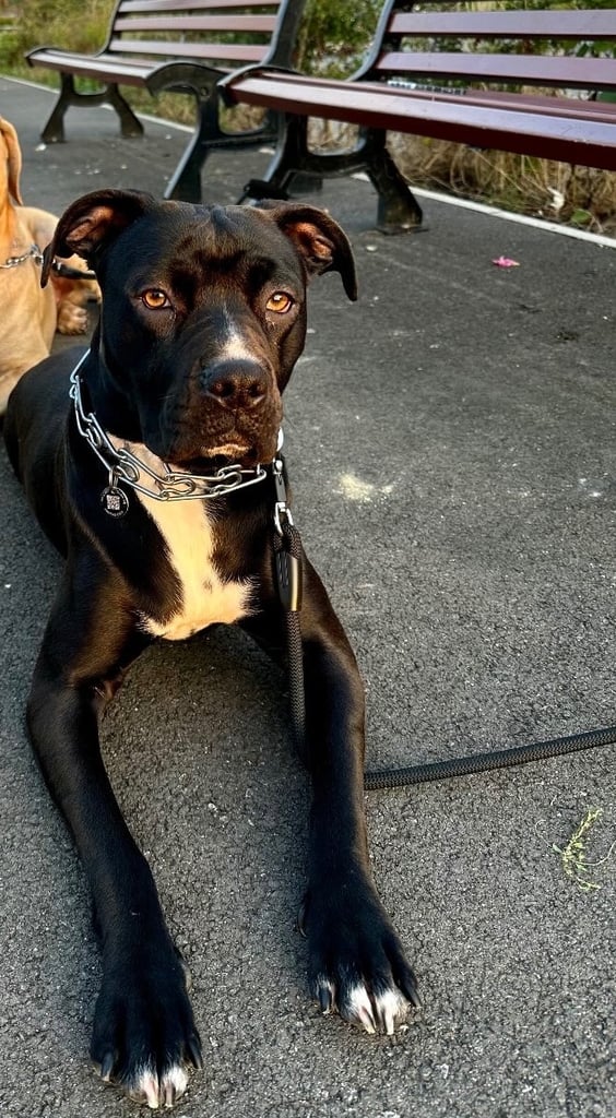 URGENT SELL - Mixed Cane Corso & Staffordshire 