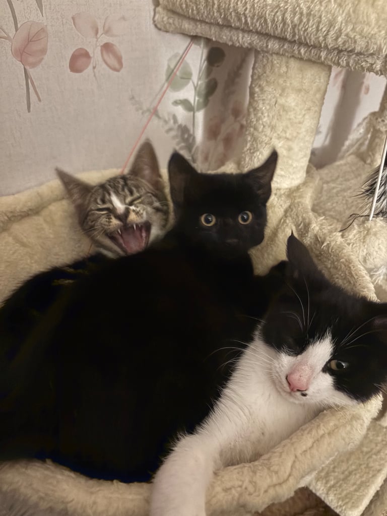 image for 3 kittens for sale - All girls 