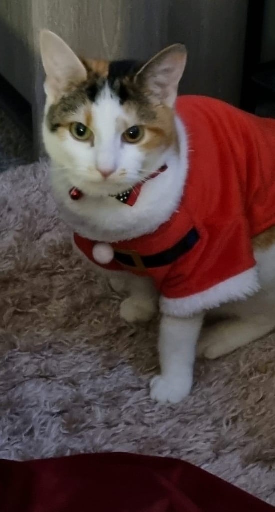 Beautiful Calico 2 year old cat looking for a forever home