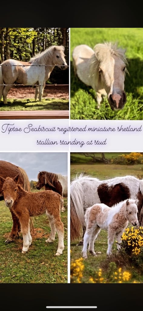 Eye catching registered licensed stallion 