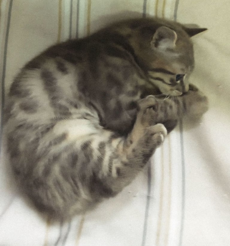 Bengal kittens male females available