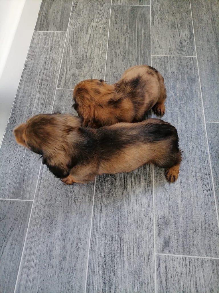 Miniature Dachshund Dogs Puppies for Sale in West Yorkshire