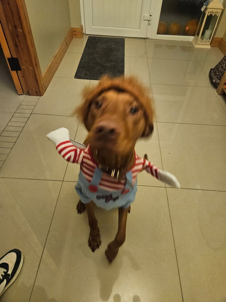 Hungarian Vizsla