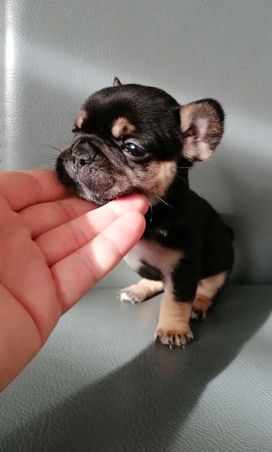 French bulldog puppies 