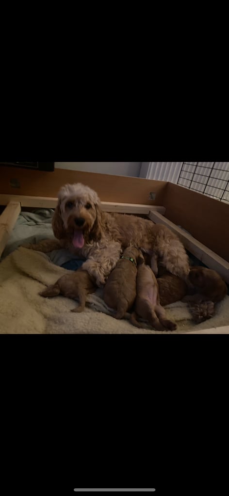 F2 cockapoo puppies for sale