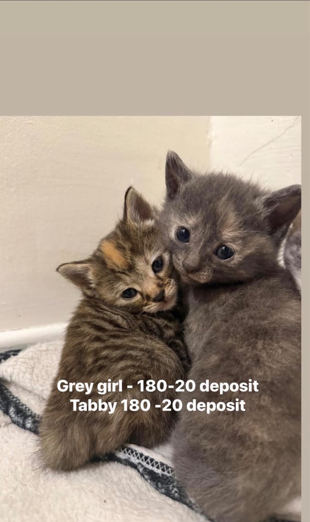 Kittens ready to leave 1st November 
