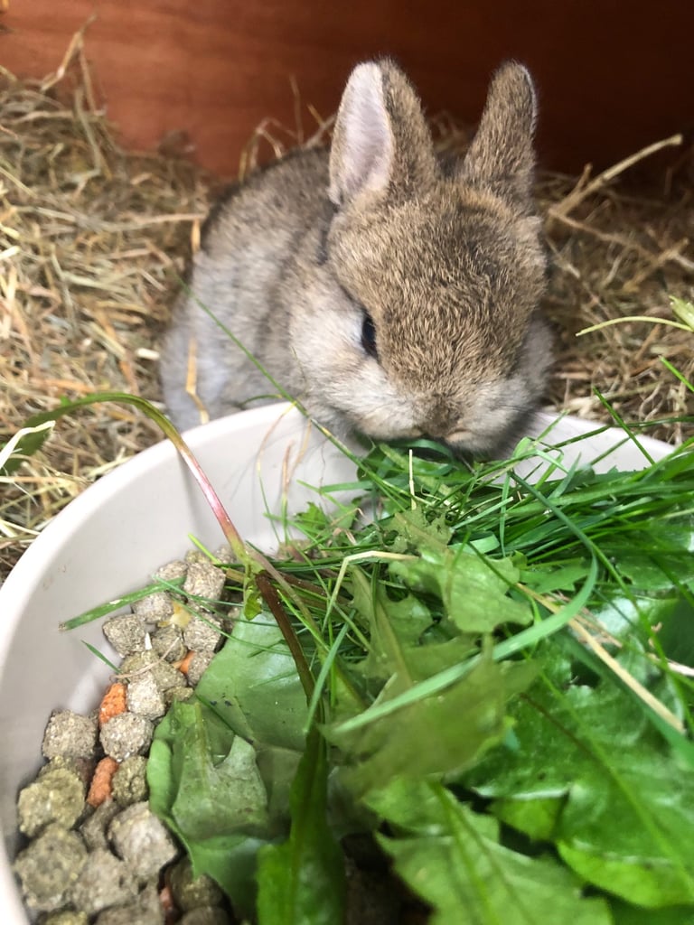 1 netherland dwarf rabbits