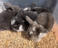 French Lop Eared and Continental Rabbits (Bunnies)