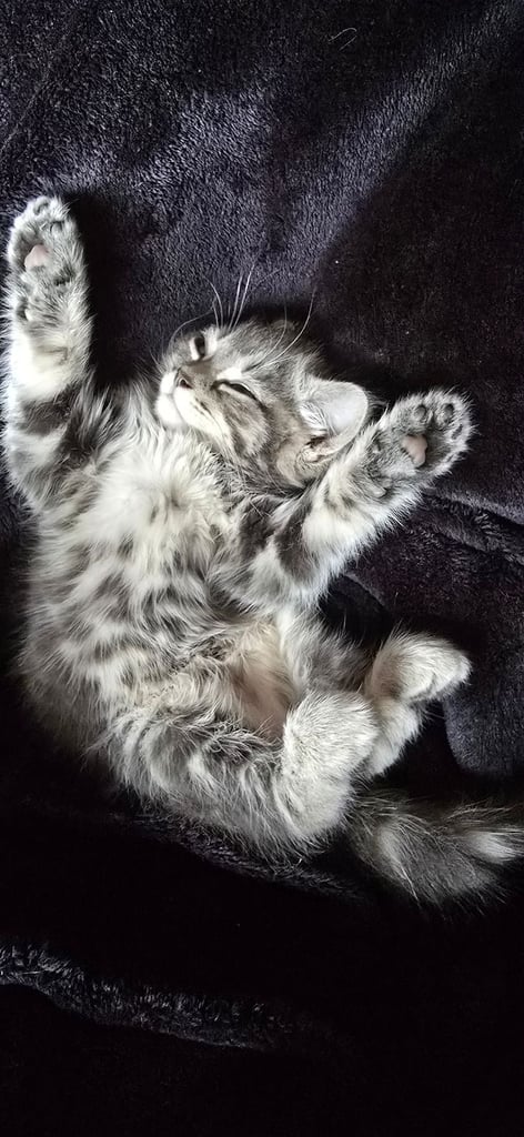 Kittens