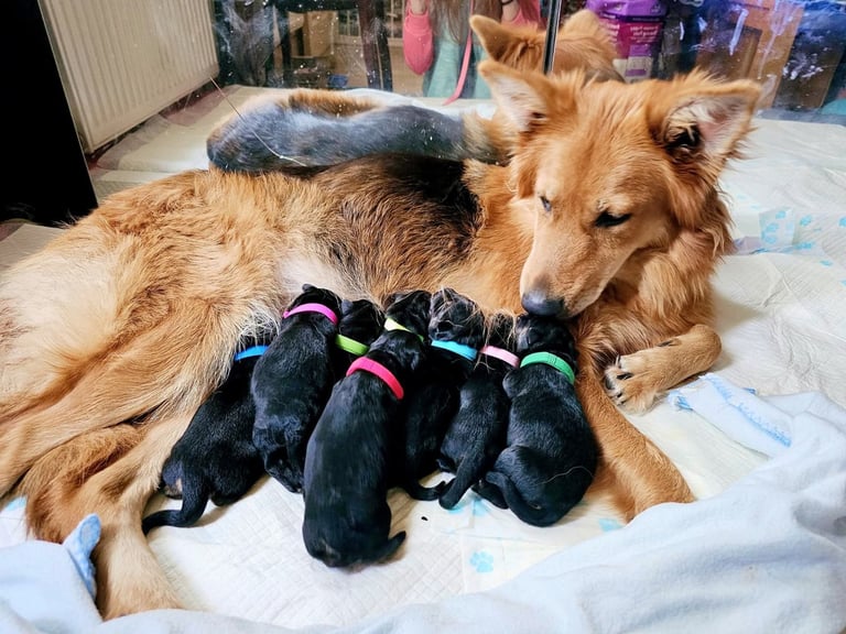 German Shepherds Boy