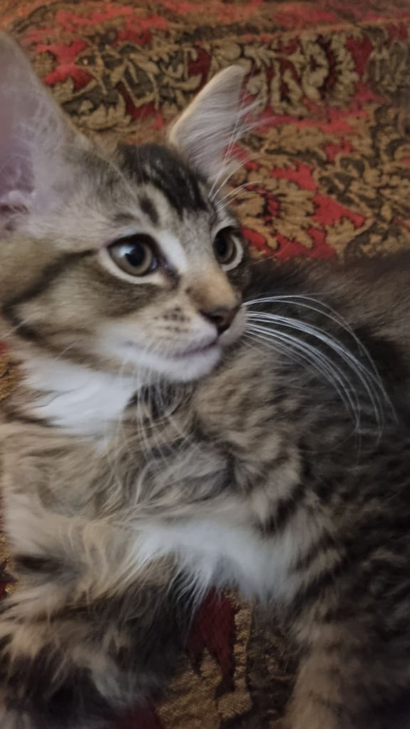 11 weeks old kittens