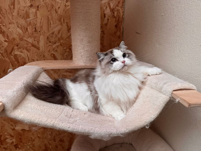 Female Ragdoll Tica register 