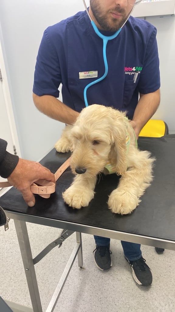  Beautiful Cocker doodle female puppy