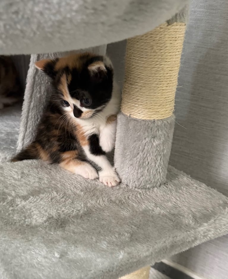 Male Half ragdoll kitten, looking for a lovely caring home
