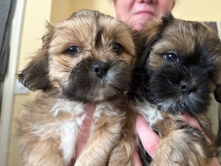 Lhasa apso pups looking for there forever home