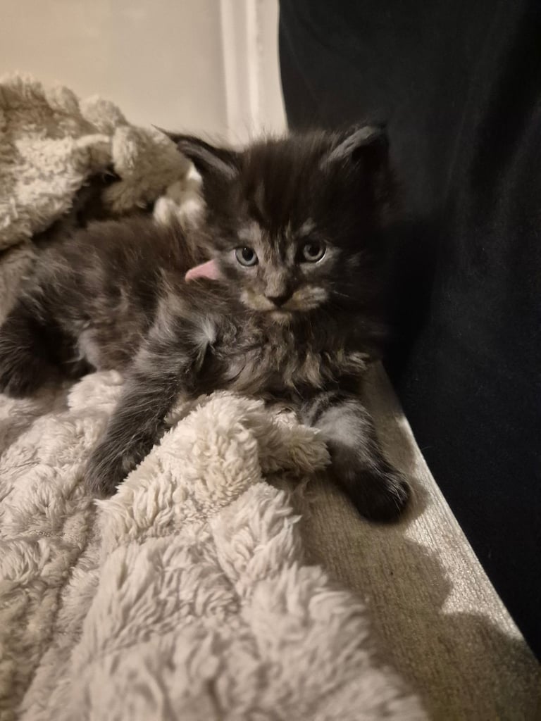 Maine coon kittens