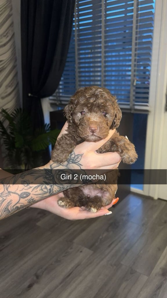 Cockapoo puppies for sale 
