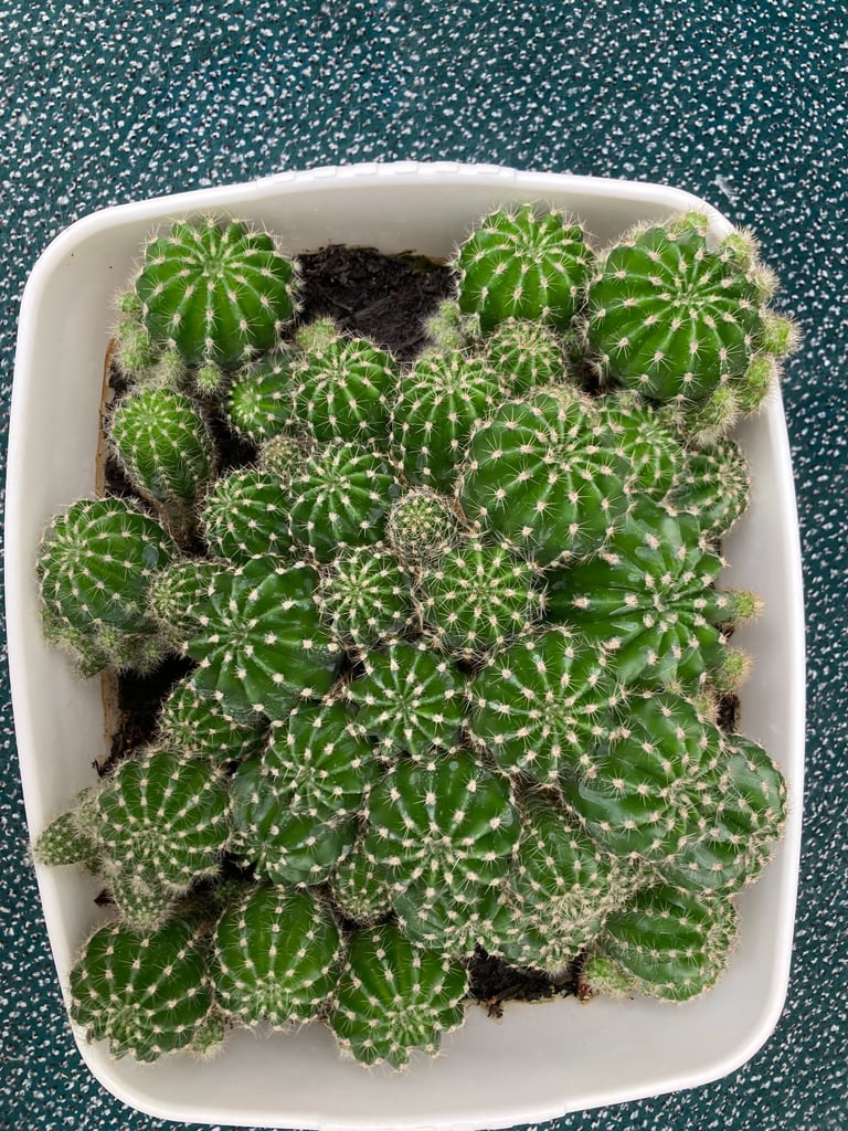 Echinopsis Cactus