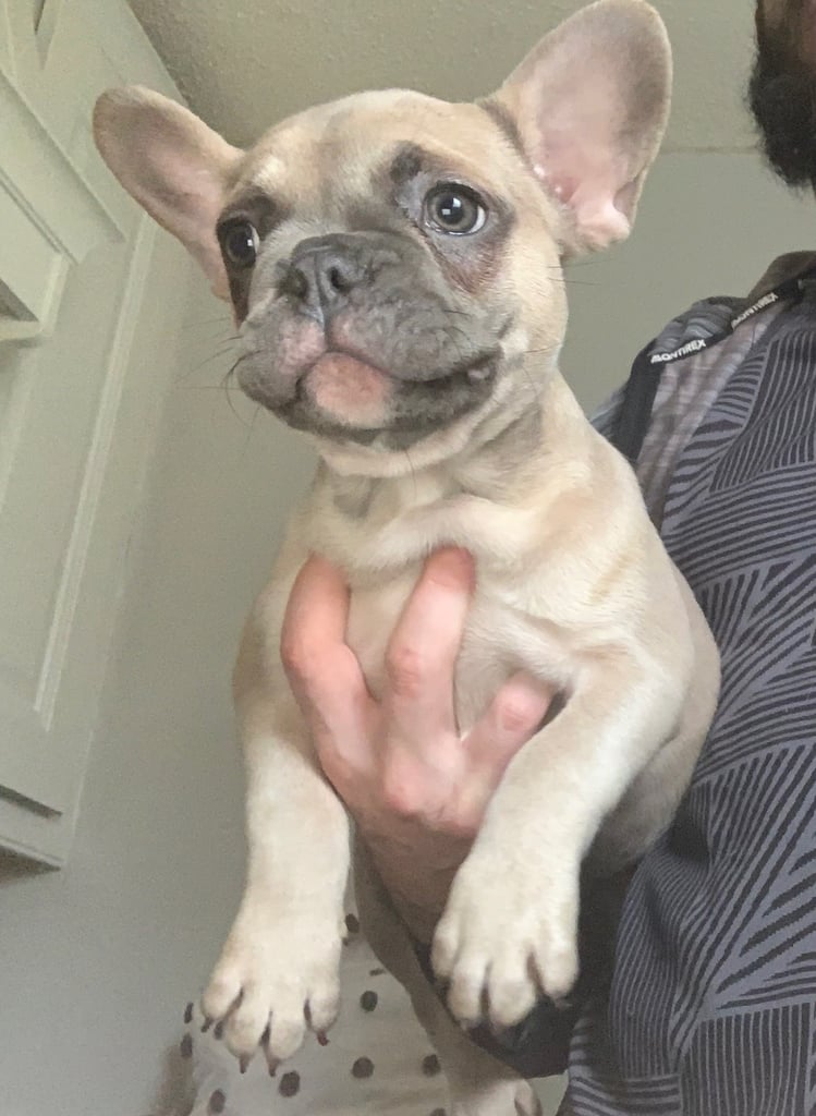 French bulldog