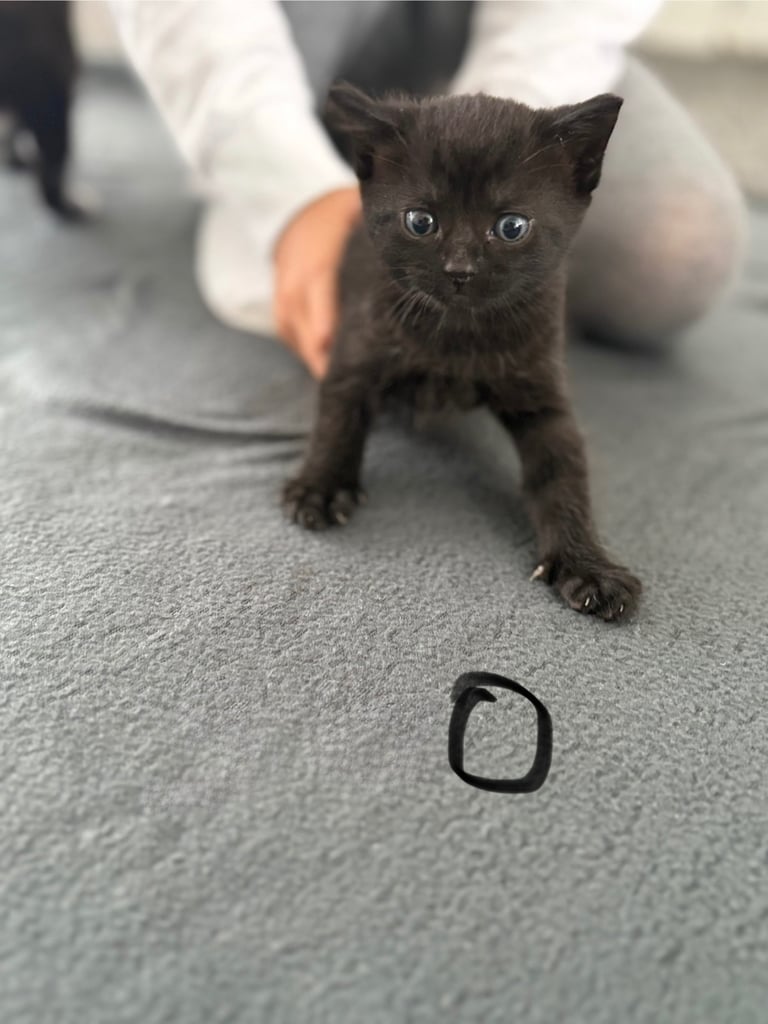 Kitten for sale all female . Ready to go now