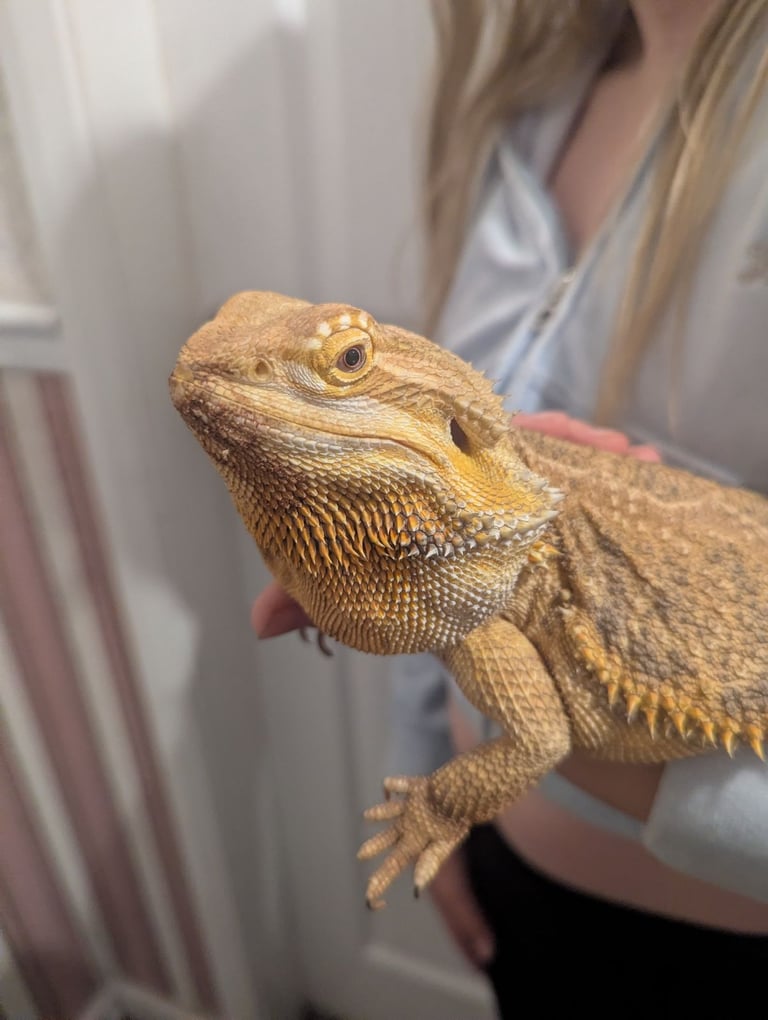 image for Bearded dragon 