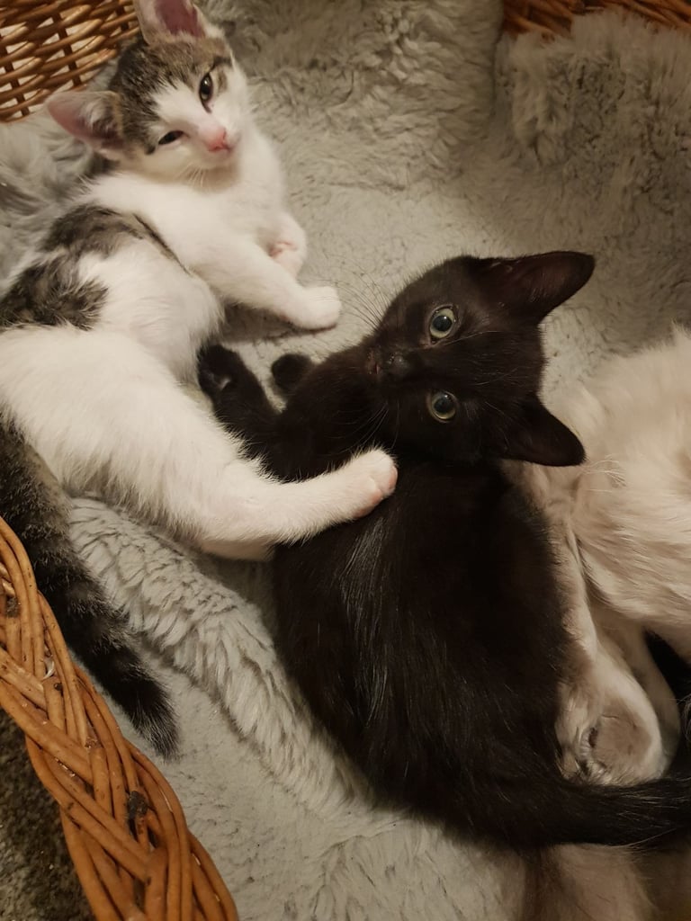 Ragdoll cross Turkish Angora kittens 