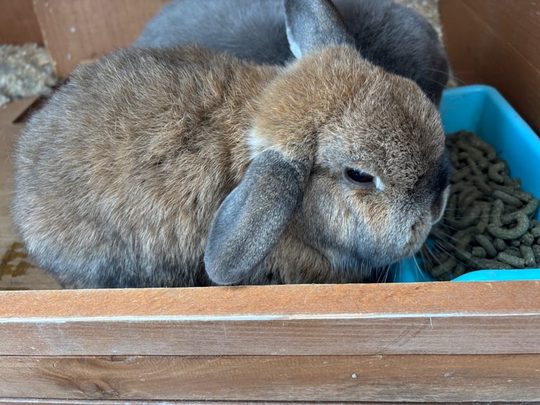 image for Mini Lop Rabbits