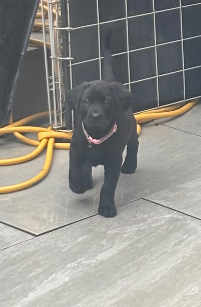 2 chunky gorgeous black labs for sale 